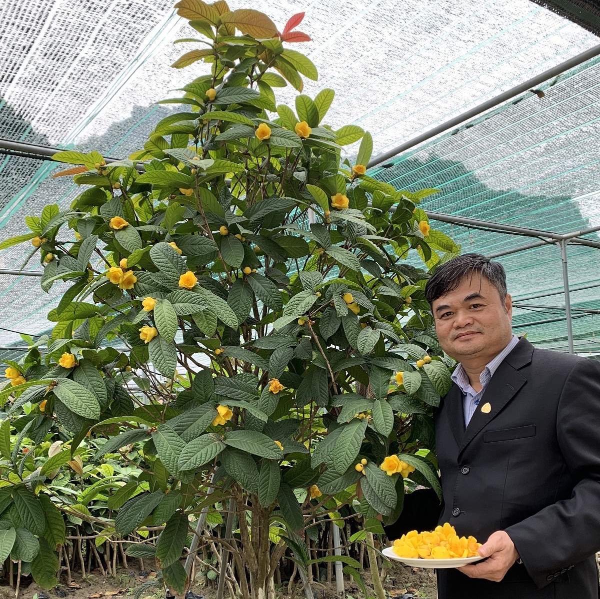 Cây trà hoa vàng tại phù hợp với thổ nhưỡng và khí hậu tại thung lũng Cổ Ngựa.