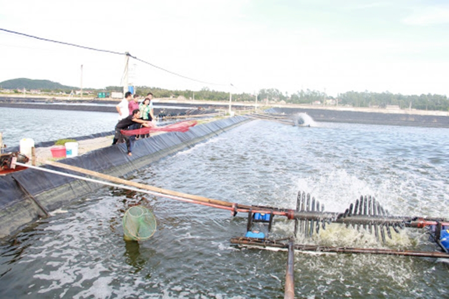 Nuôi tôm theo tiêu chuẩn VietGAP cho hiệu quả cao (Ảnh TL).