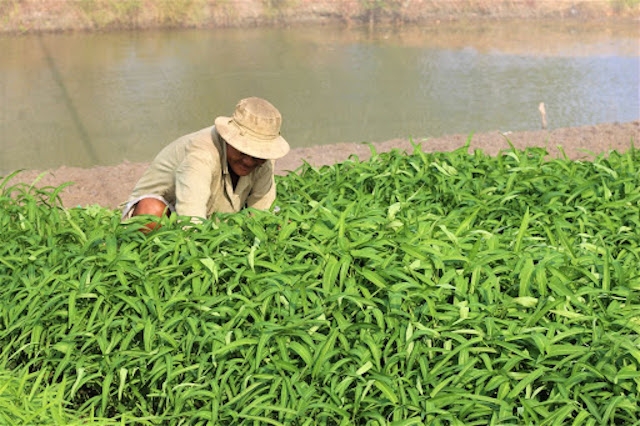 Trồng rau muống sạch cung cấp ổn định cho HTX giúp nông dân xã Nhị Bình có thu nhập cao.