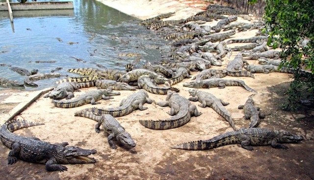 HTX Cá sấu giống Nam Bộ góp phần giúp cho nhiều người dân xã Nhị Bình làm giàu.