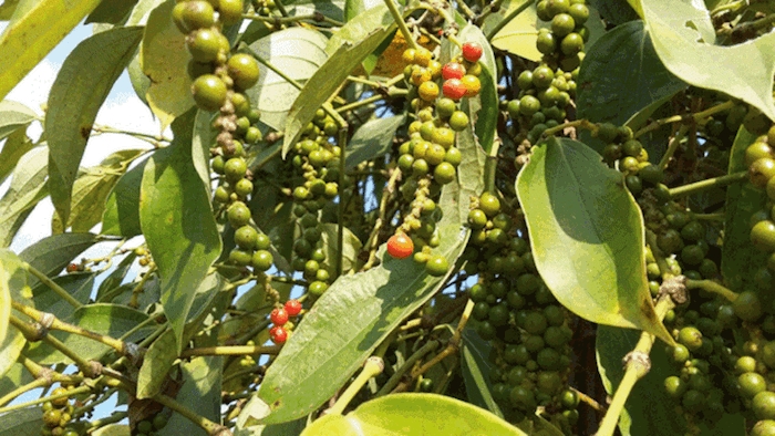 Giá tiêu ngày 6/10 tiếp tục đi ngang so với hôm qua.