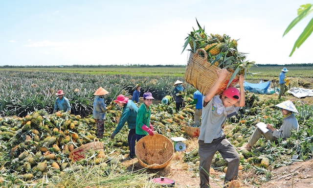 Nghề trồng khóm làm thay đổi diện mạo vùng đất rốn phèn Tân Phước.