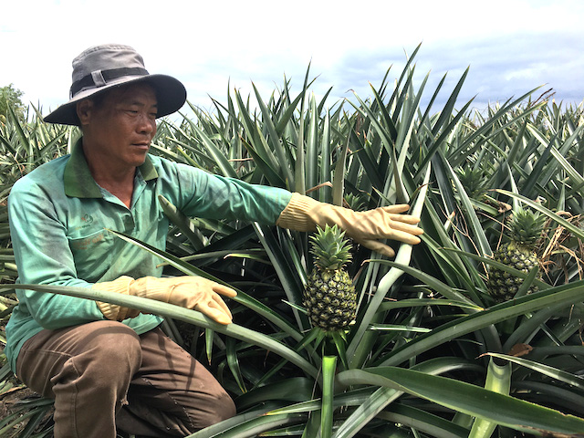 Nhờ tham gia các lớp tập huấn, dạy nghề trồng trọt đã giúp người trồng khóm ở Tân Phước nâng cao hiệu quả sản xuất.