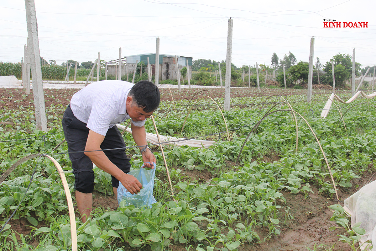 Thiếu liên kết bao tiêu nông sản nên dù sản xuất theo tiêu chuẩn VietGAP nhưng sản phẩm của HTX dịch vụ Đức Huy khó tìm kiếm thị trường tiêu thụ.