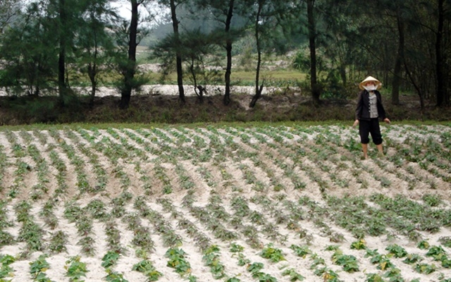 Hầu hết người dân đều tận dụng diện tích đất cát để trồng khoai, nâng cao hiệu quả kinh tế.