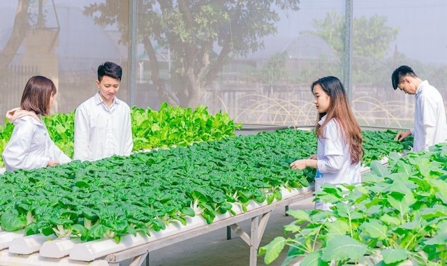 TP.HCM đặt mục tiêu nâng tỷ lệ đào tạo lao động nông thôn tham gia sản xuất nông nghiệp công nghệ cao.