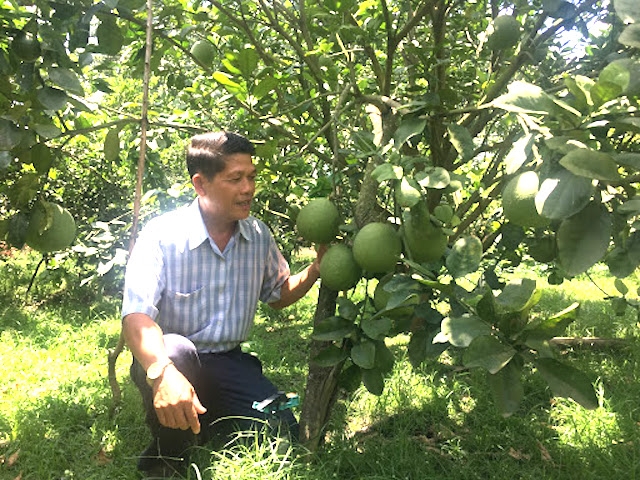 Trồng bưởi VietGAP quy mô lớn giúp nhiều nông dân xã Tân Định có thu nhập tiền tỷ (Ảnh: TL)