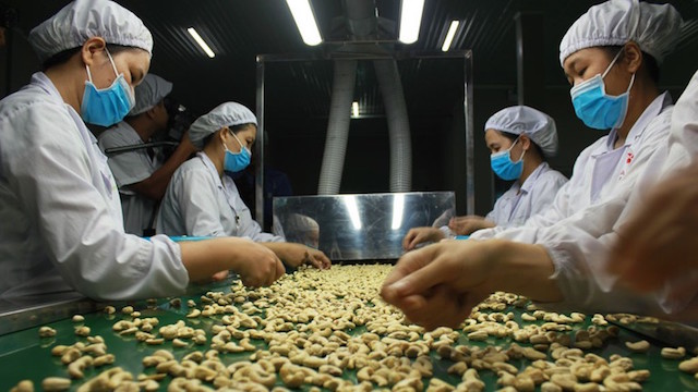 Thị trường điều nhân nội địa giá tăng liên tục, cao hơn cả giá xuất khẩu.