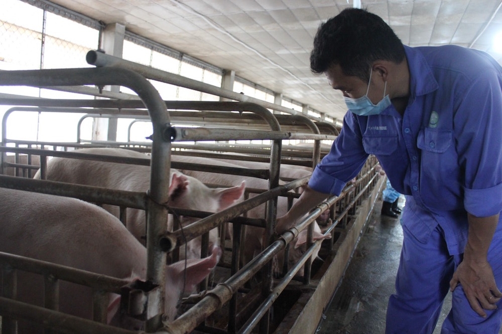 Giá lợn hơi tại miền Nam cao hơn so với miền Bắc và miền Trung.