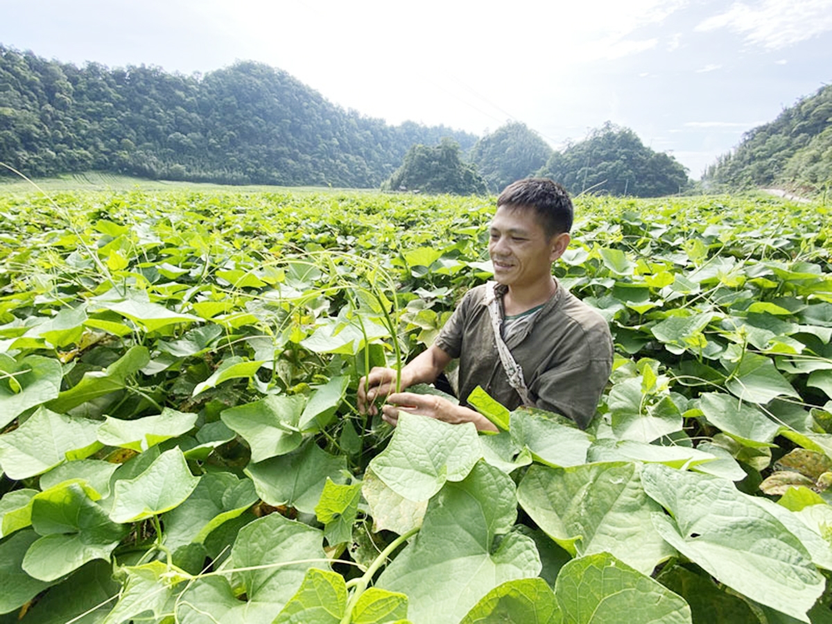 Su su đang là một trong những cây giảm nghèo ở Tân Lạc (Ảnh: TL).