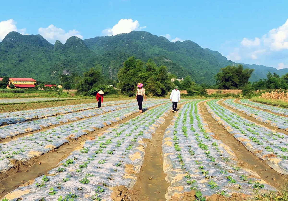 Tân Lạc sẽ tiếp tục đầu tư nhân rộng các mô hình nông nghiệp chất lượng cao để giảm nghèo bền vững (Ảnh: TL).
