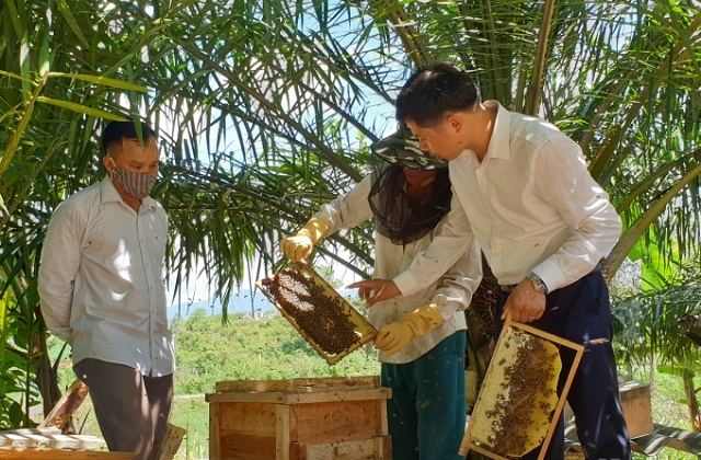 Nuôi ong lấy mật đang là một trong những ngành nghề cho giá trị kinh tế cao tại địa phương.