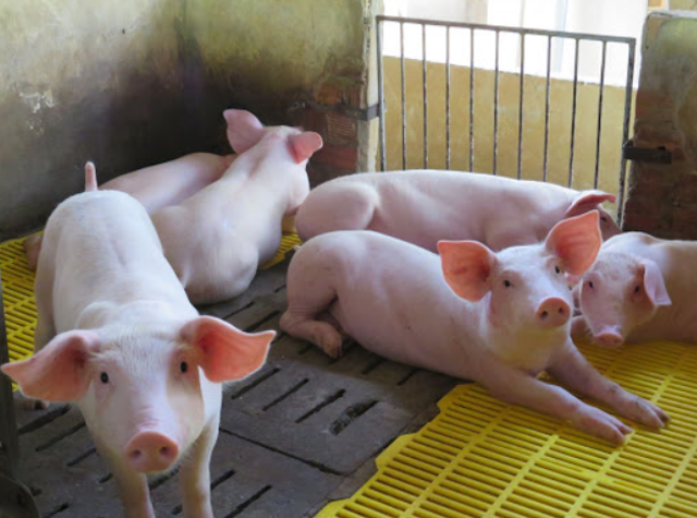 Giá lợn hơi ngày 9/10 tiếp tục giảm mạnh.