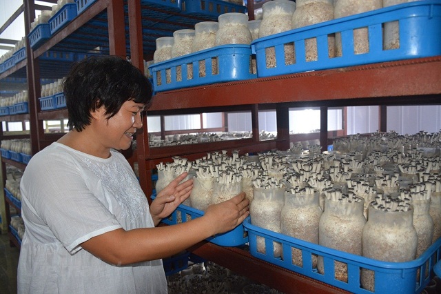 Trồng nấm công nghệ cao là một trong những hướng phát triển kinh tế hiệu quả, thúc đẩy xây dựng nông thôn mới.