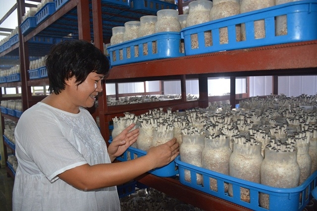 Trồng nấm công nghệ cao là một trong những hướng phát triển kinh tế hiệu quả, thúc đẩy xây dựng nông thôn mới.