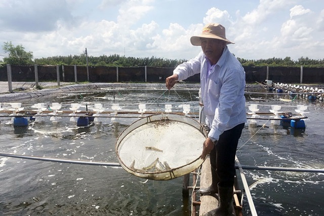 Xây dựng chuỗi giá trị sản phẩm tôm ở Đồng bằng sông Cửu Long (Ảnh: Int)