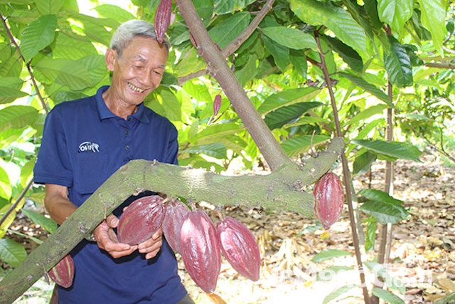 Ông Nguyễn Thanh Lập, Tổ trưởng Tổ hợp tác ca cao Trung Hòa (Ảnh: TL)