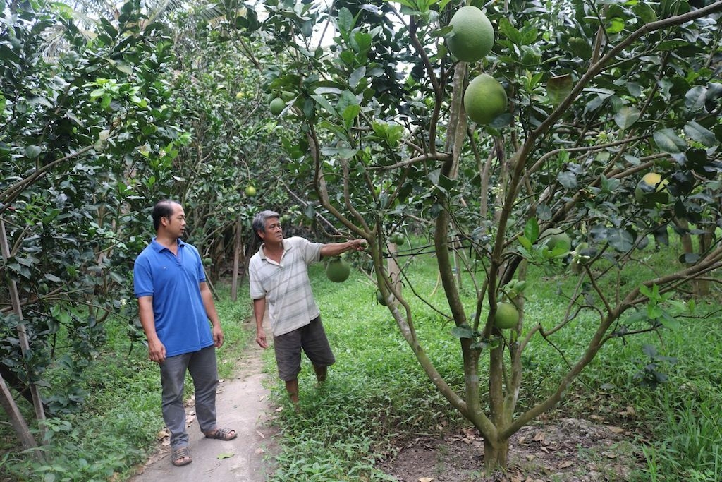 Xã Trung Hòa khuyến khích nông dân chuyển đổi cây trồng hiệu quả, giúp nhau làm giàu.