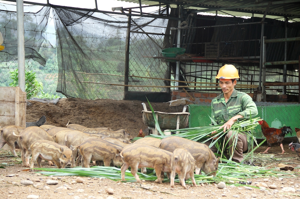 Việc đào tạo nghề nuôi heo sọc dưa mở hướng thoát nghèo cho người dân xã Đăk Pxy.
