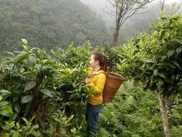 Những cây chè Shan tuyết ở bản Cháo được hồi sinh nhờ quy trình canh tác VietGAP.