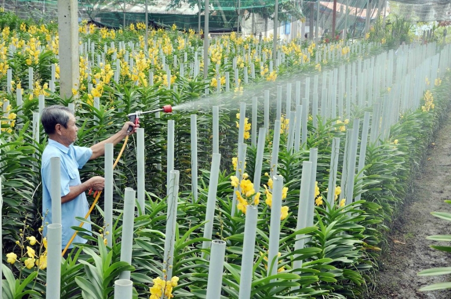 HTX Hoa lan Huyền Thoại giúp mang lại thu nhập cao cho nhiều nông dân xã An Nhơn Tây (ảnh:TL)