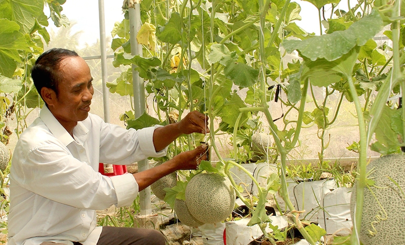 Nhờ học nghề trồng trọt đã giúp nông dân huyện Tiểu Cần ứng dụng công nghệ vào trồng dưa lưới mang lại hiệu quả cao