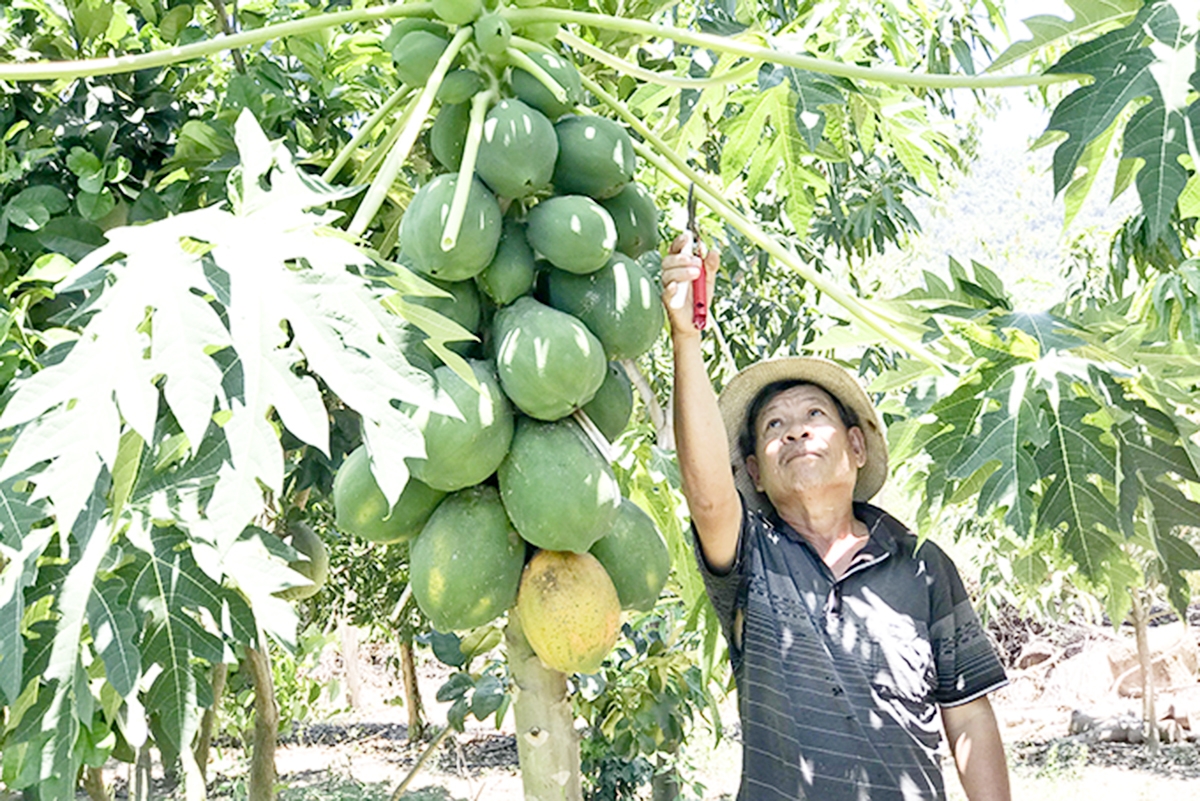 HTX hoạt động hiệu quả giúp thị xã Ninh Hoà kéo giảm tỷ lệ hộ nghèo, mở hướng làm giàu cho người dân (Ảnh TL).