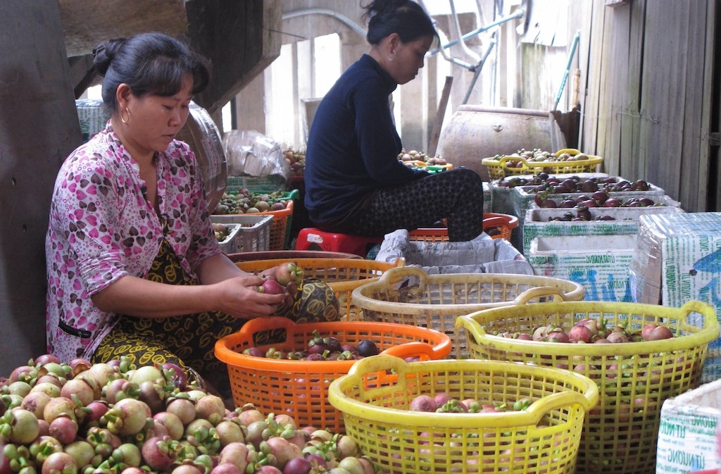 Tổ hợp tác măng cụt mang lại thu nhập cao cho nông dân xã Thanh Tuyền (ảnh:TL)