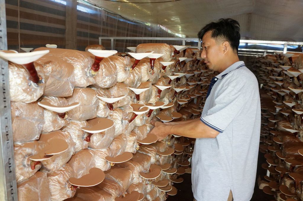 Nhờ các lớp chuyển giao kỹ thuật trồng nấm đã giúp Vạn Ninh hình thành nhiều mô hình trồng nấm linh chi có hiệu quả.