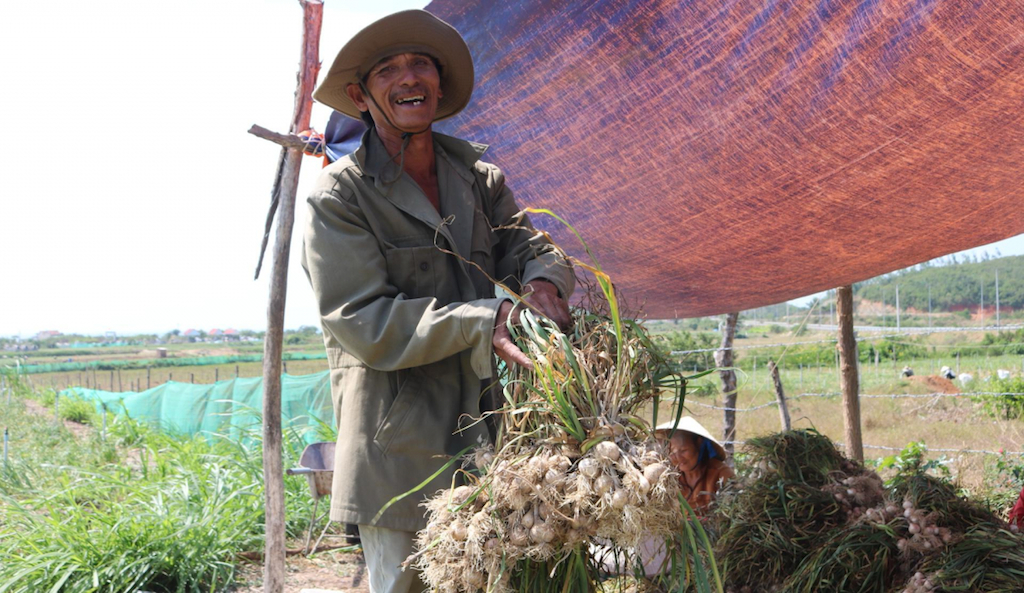 Nông dân trồng tỏi ở Vạn Ninh rất cần tham gia các lớp tập huấn để nâng cao hiệu quả trồng trọt