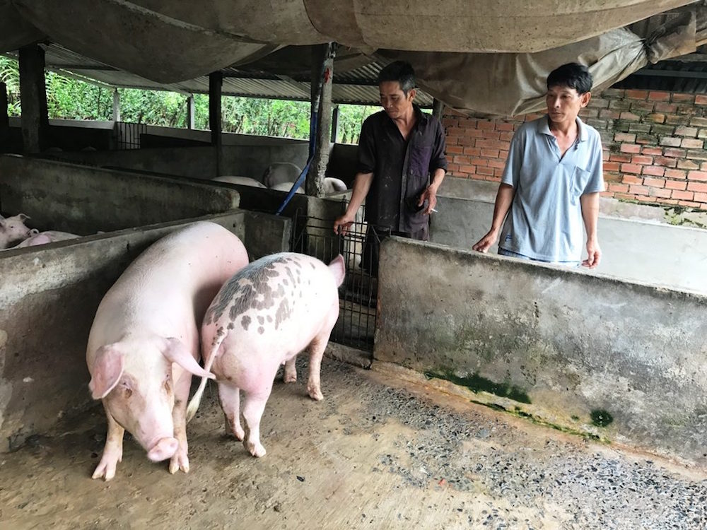 Giá lợn hơi là bài toán hoắc búa cho cơ quan quản lý.