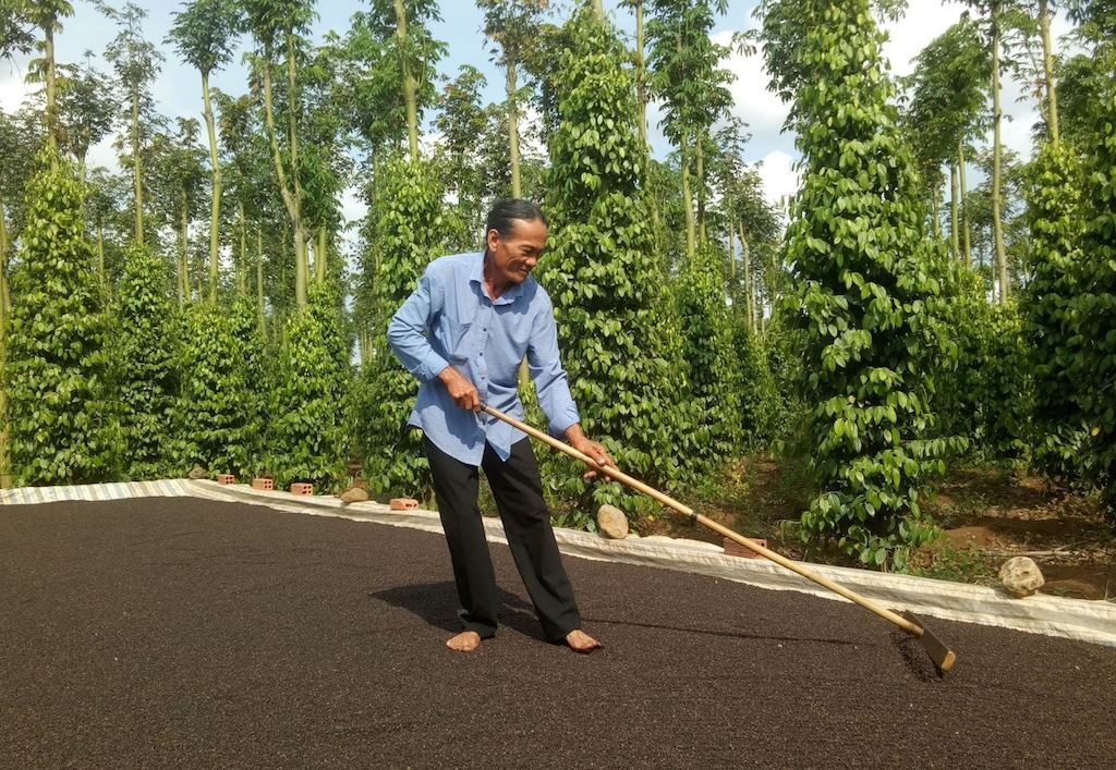 HTX Hồ tiêu Suối Cao được kỳ vọng sẽ làm giàu cho kinh tế hộ ở địa phương.