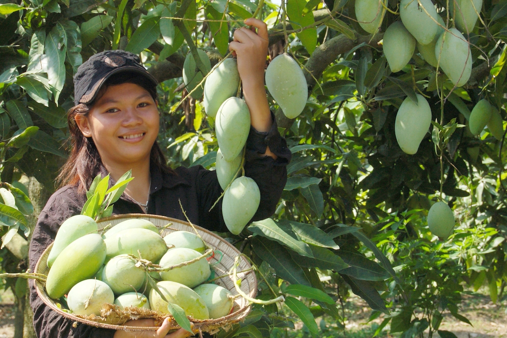 Cây xoài đang đang mang lại hiệu quả kinh tế cao cho người dân Suối Cao.