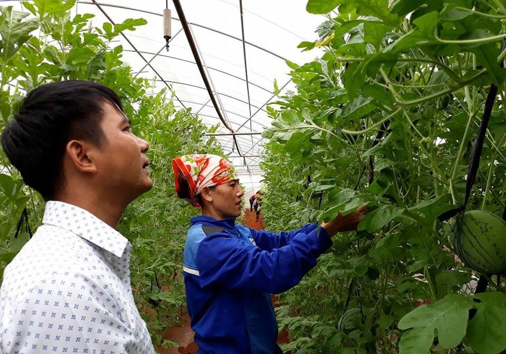 Nhờ học nghề đã giúp nông dân Vĩnh Linh áp dụng kiến thức vào trồng dưa lưới để đạt hiệu quả cao.