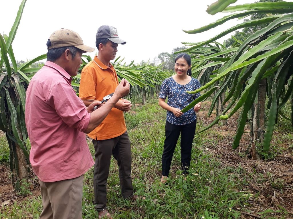 Tham gia các lớp tập huấn về trồng trọt đã giúp nâng kiến thức cho các thành viên HTX ở Vĩnh Linh nhằm áp dụng vào thực tế sản xuất.
