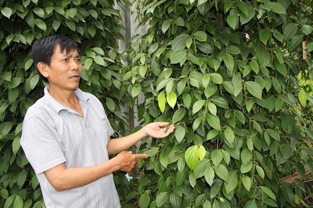 Giá tiêu tiếp tục đi ngang,