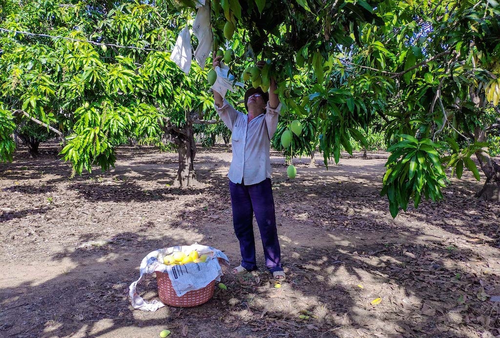 Xã Long Hòa đang có đặc sản nổi tiếng là xoài Cần Giờ (Ảnh: TL)