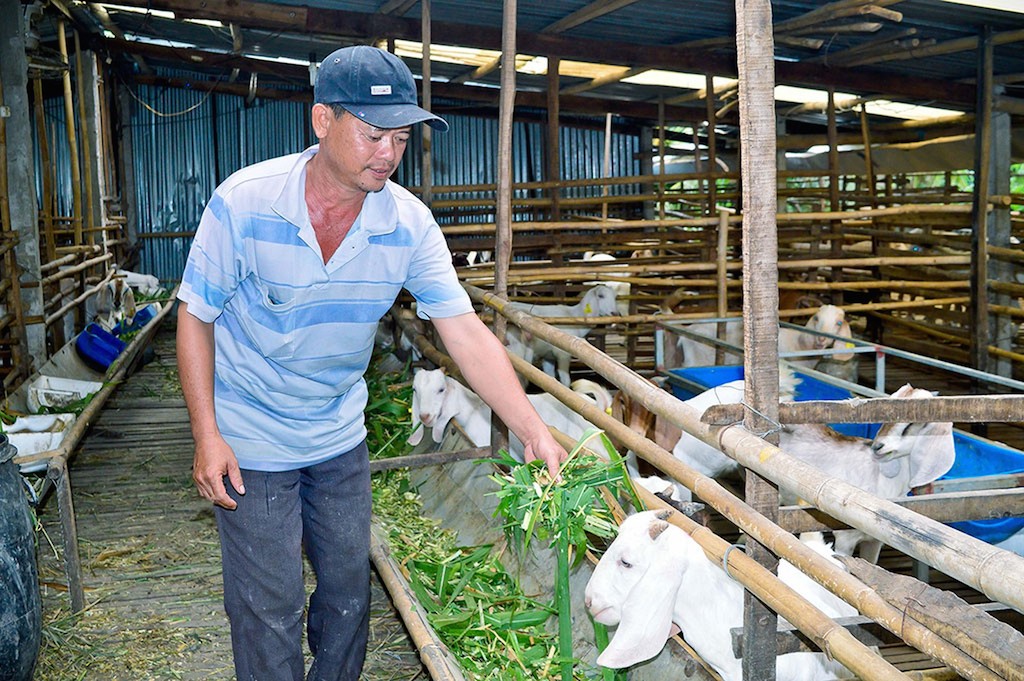 Lộc Ninh chú trọng việc phát triển nghề chăn nuôi dê và xây dựng thương hiệu dê bền vững.