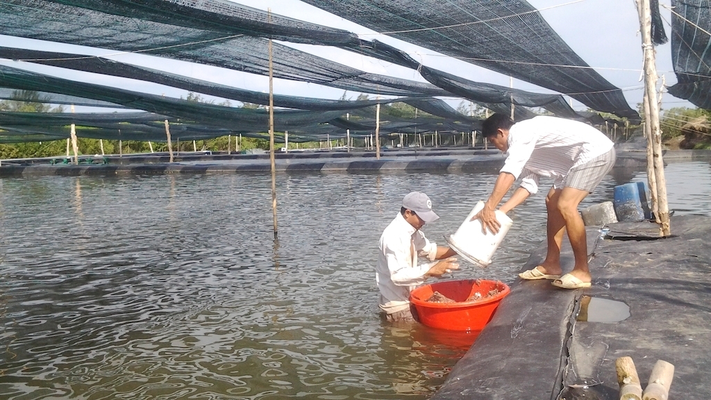 Nghề nuôi ốc hương mang lại thu nhập khá cho người dân xã Long Hòa (Ảnh: TL)