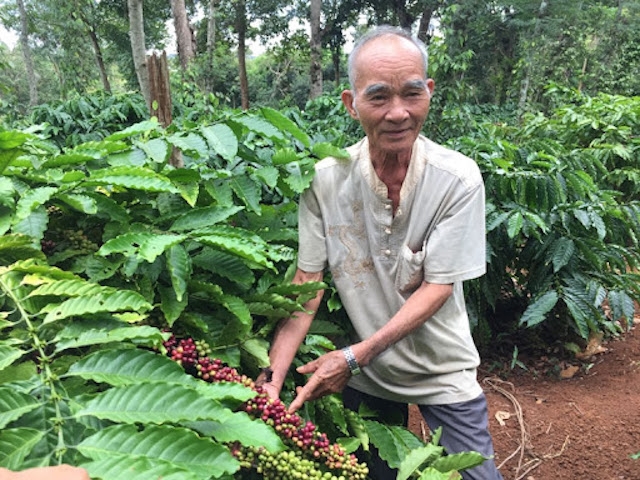 Giá cà phê ngày 16/10 tăng 200-300 đồng/kg.