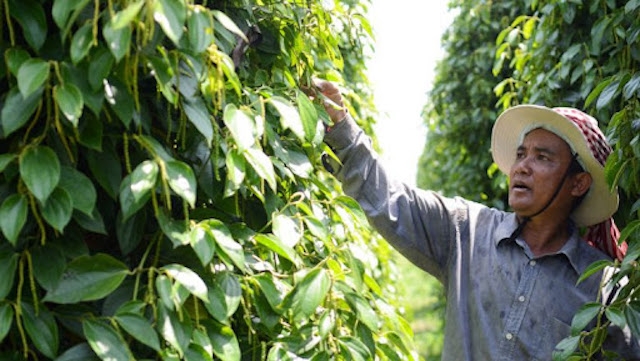 Giá tiêu ngày 16/10 tiếp tục giữ ổn định.