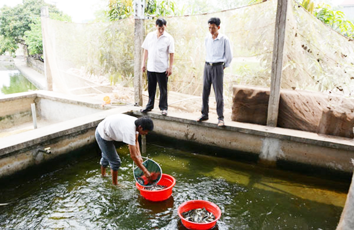Cẩm Khê đang thực hiện nhiều chính sách để phát huy tiền năng của mô hình nuôi thủy sản (Ảnh TL).