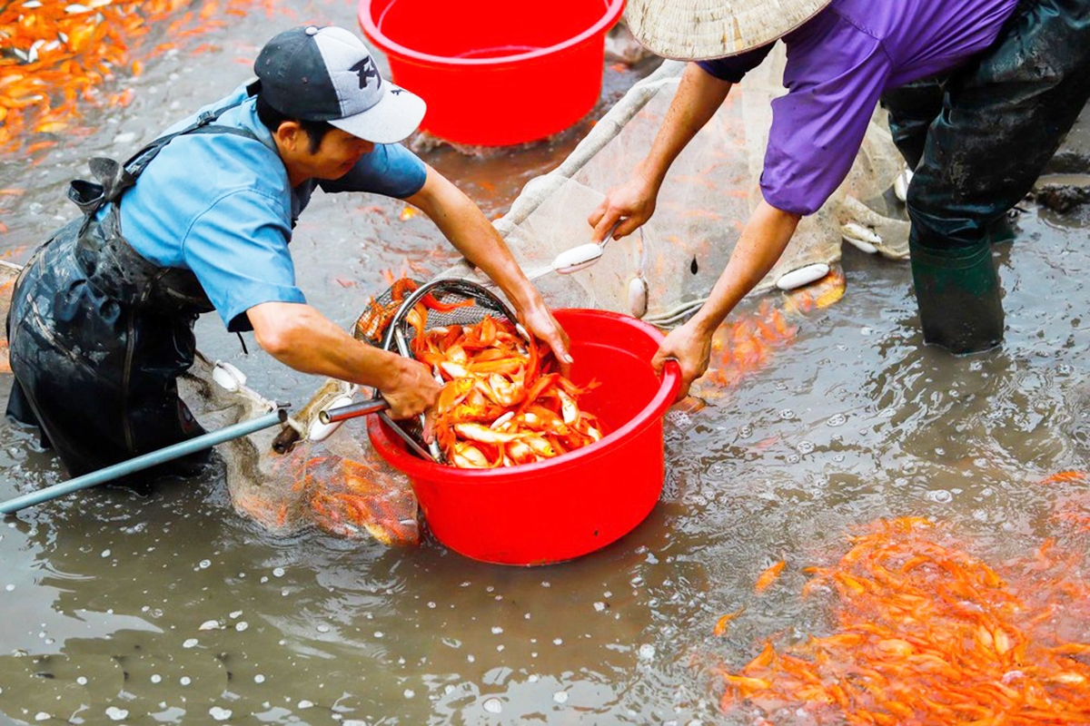 Mô hình nuôi trồng thủy sản đang cho hiệu quả cao (Ảnh: TL).