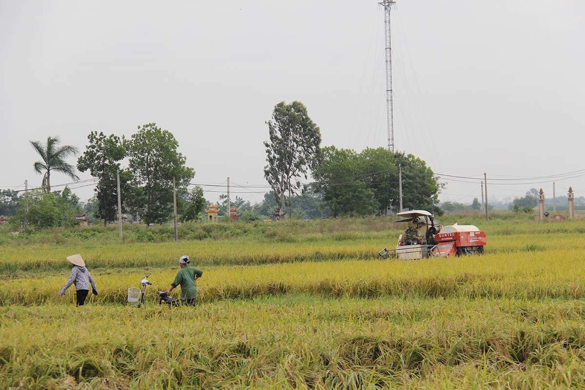 Để KTTT tỉnh Thải Bình thực sự trở thành chỗ dựa tin cậy cho thành viên và người dân, công tác dồn điền đổi thửa, áp dụng tiến bộ khoa học kỹ thuật phải được các HTX tích cực, chủ động triển khai nhằm nâng cao hiệu quả hoạt động sản xuất, kinh doanh.