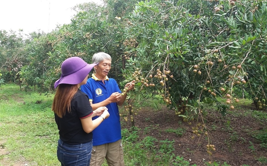 Nhờ tham gia các lớp tập huấn kỹ thuật trồng trọt giúp thành viên HTX Nhân Tâm chuyển đổi trồng nhãn xuồng cơm vàng theo quy trình VietGAP.
