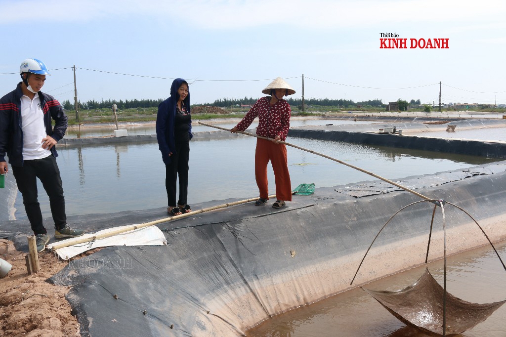 Giám đốc HTX Trần Thị Kim Kinh (giữa) đến thăm ao nuôi cua của thành viên.