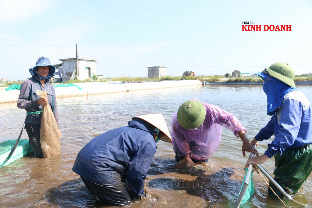 Người dân Tiền Hải đang thu hoạch ngao giống.