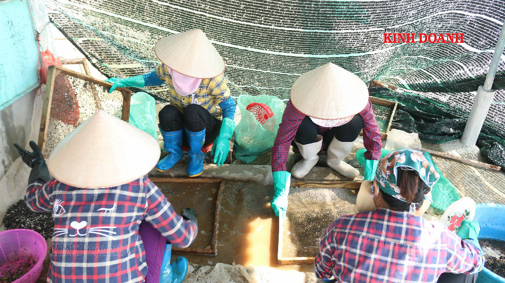 Người dân đãi sạch tạp chất trước khi gửi ngao giống cho khách hàng