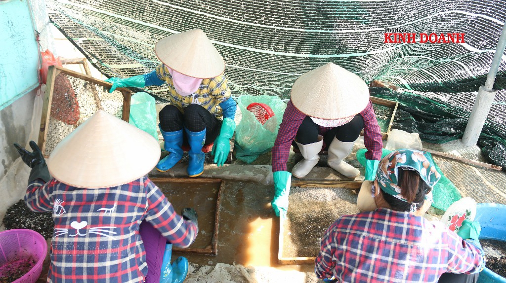 Người dân đãi sạch tạp chất trước khi gửi ngao giống cho khách hàng