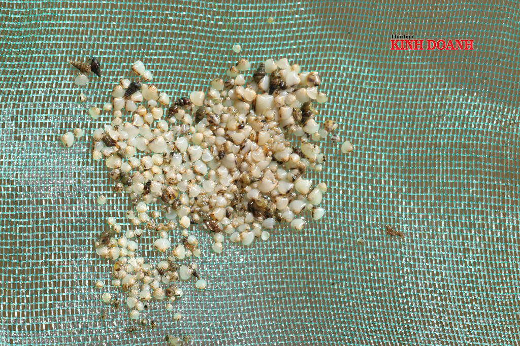 Tỷ lệ ngao giống trong hình khoảng 500-1000 con/kg.